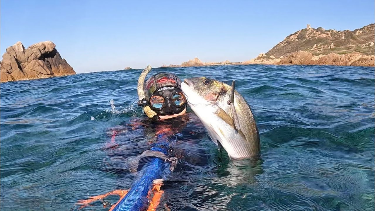 CHASSE SOUS MARINE CORSE DÉBUT JUILLET 4K