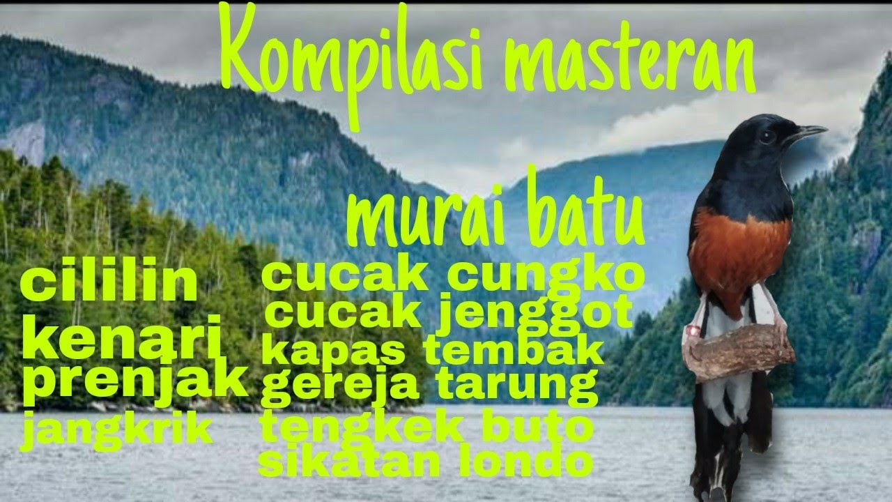 Kompilasi masteran murai batu