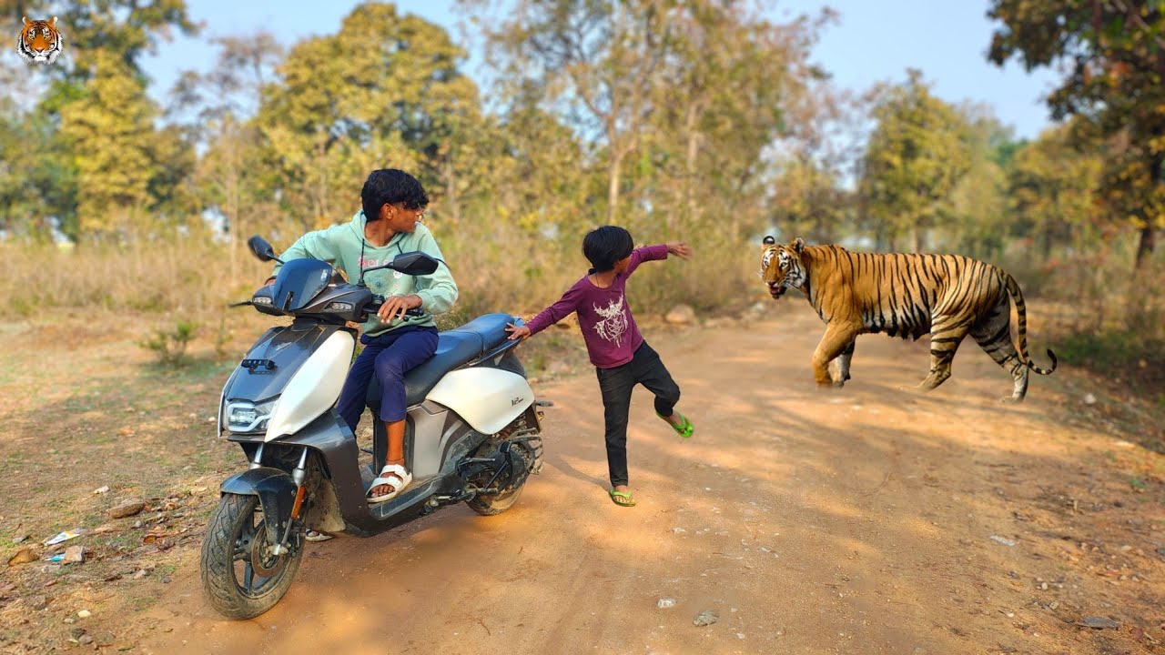 #शेर_ने_जंगल_में_लड़कों_पर_किया_हमला 🌲 tiger attack on the village boys in forest 🌲#lion #tiger