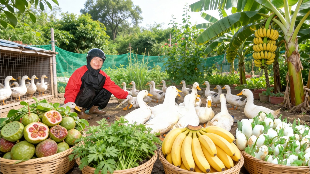Harvest Farm Produce: Ducks, Passion Fruit, Wild Pepper Elder, Mugwort To Sell And Cook – Farm Life