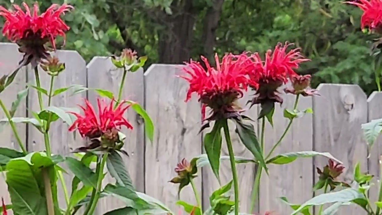 Hummingbird in the Bee balm