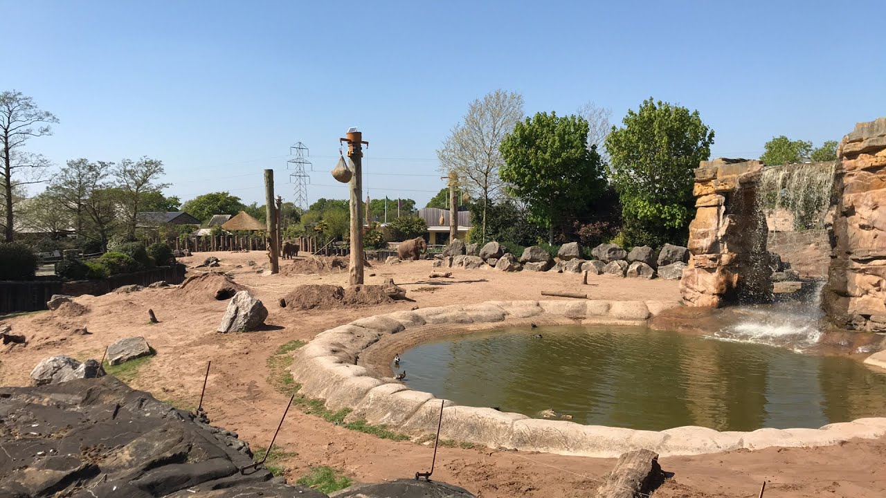 VIRTUAL ZOO DAY 4 LIVE: Elephant pool party! 🐘💦