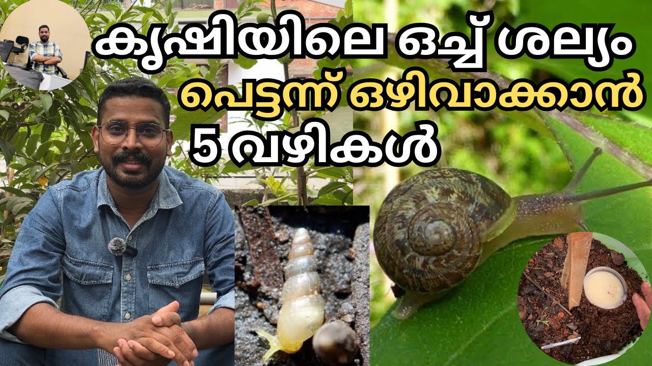 കൃഷിയിടത്തിലെ ഒച്ച് ശല്യം തടയാൻ 5 എളുപ്പവഴികൾ | 5 Methods to avoid snail permanently from garden