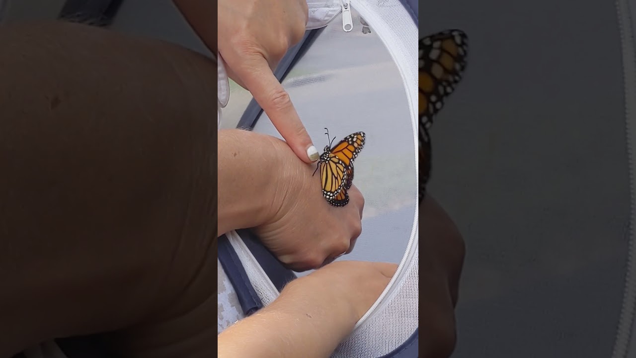 Sending our first monarch on his way!