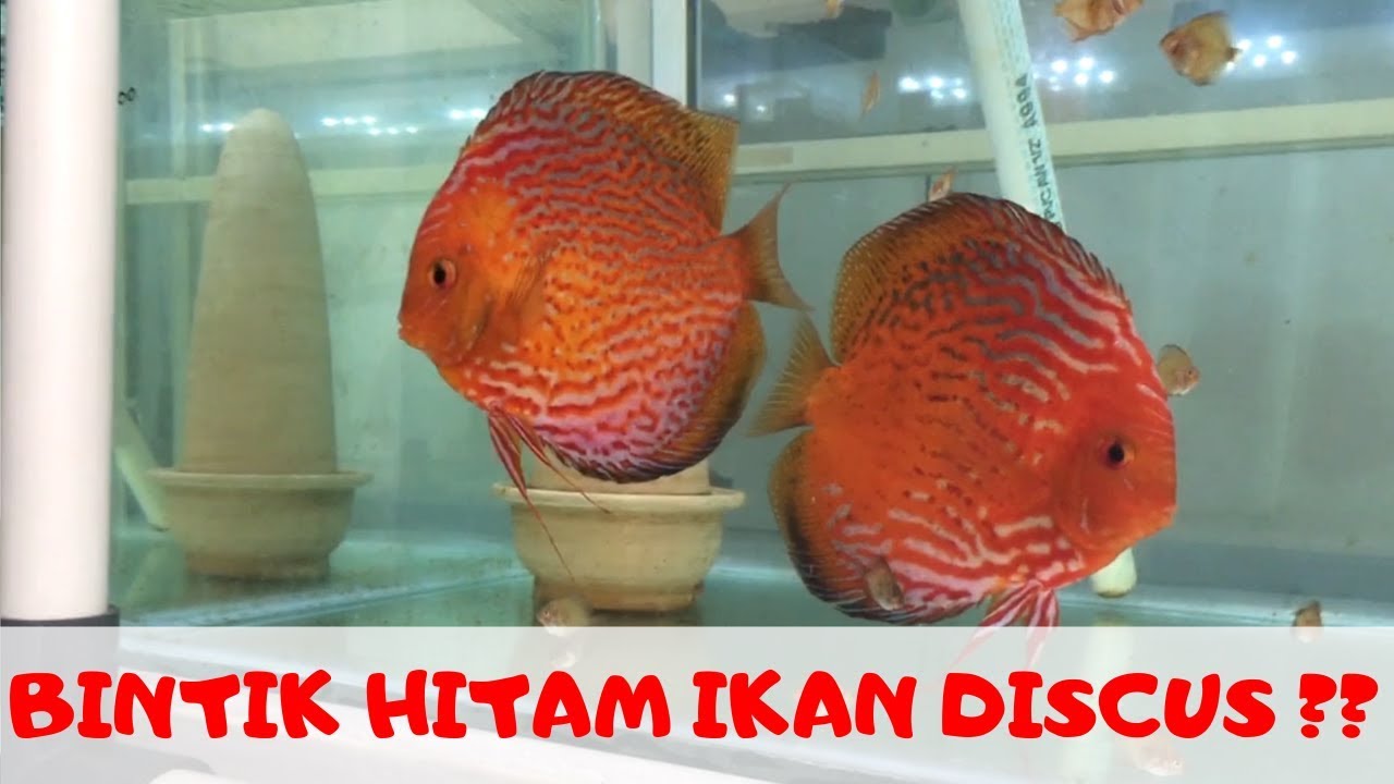 Bintik Hitam / Pasiran / Peppering pada ikan Hias Discus