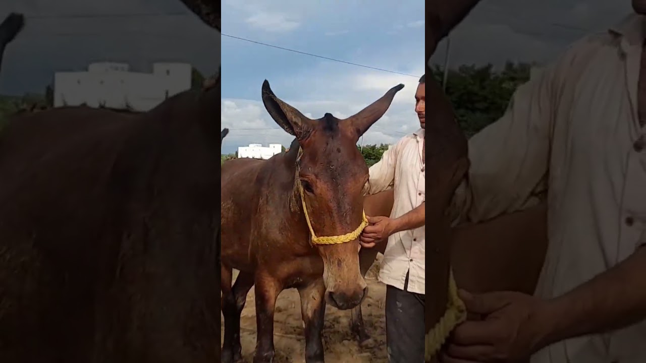 #skyhorse #horseride #thulaimela2024 #horse #horselover #youtubevideo #youtubeshort