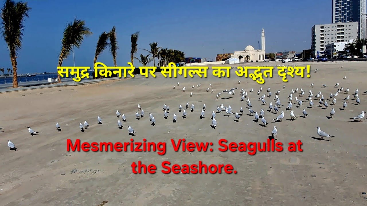 Mesmerizing View: Seagulls at the Seashore. समुद्र किनारे पर सीगल्स का अद्भुत दृश्य!