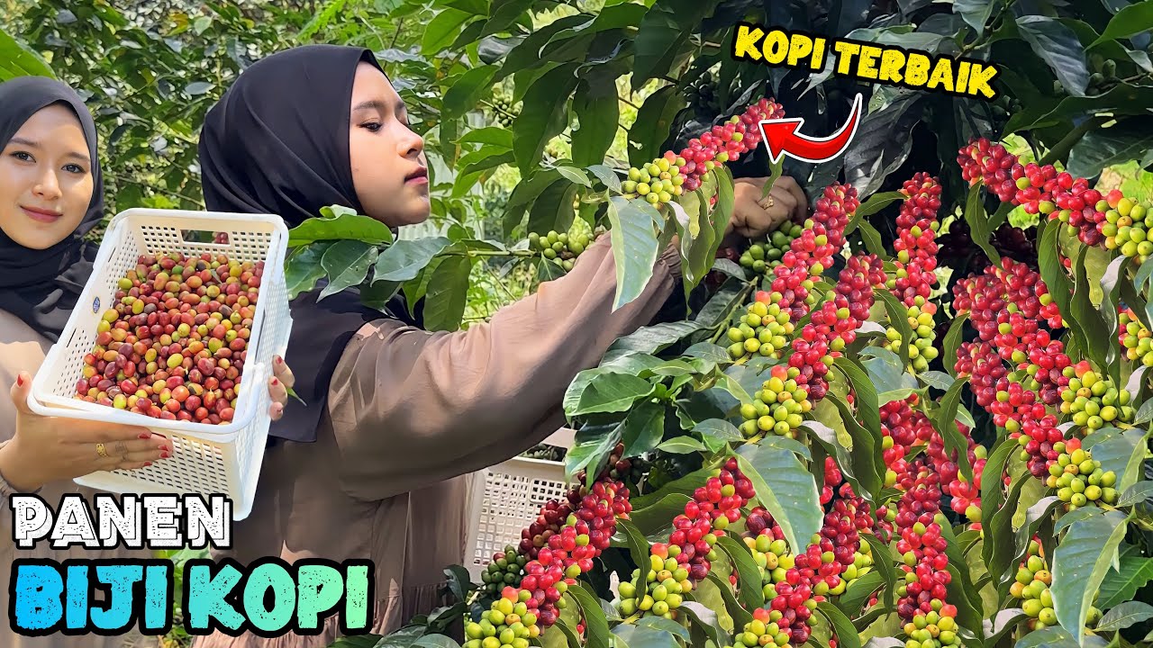 Panen biji kopi terbaik | Mengolah kopi khas desa sembalun