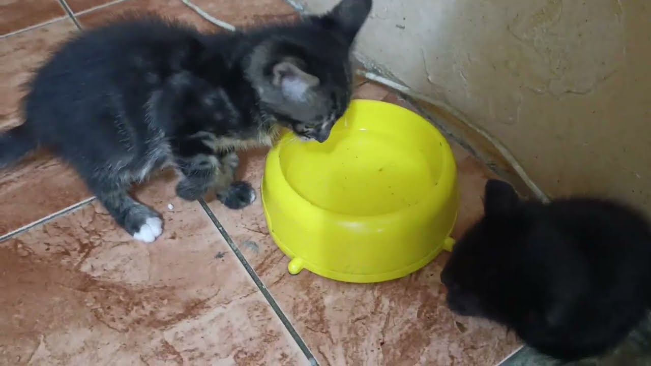 Котята отжимают еду у местных кошек