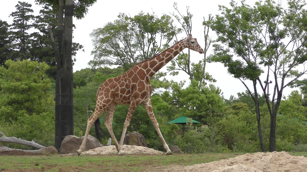 キリン (よこはま動物園ズーラシア) 2018年5月26日
