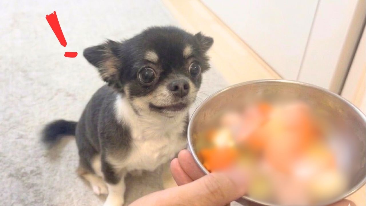 【チワワの誕生日】料理素人でも犬用ケーキが作れるのか検証