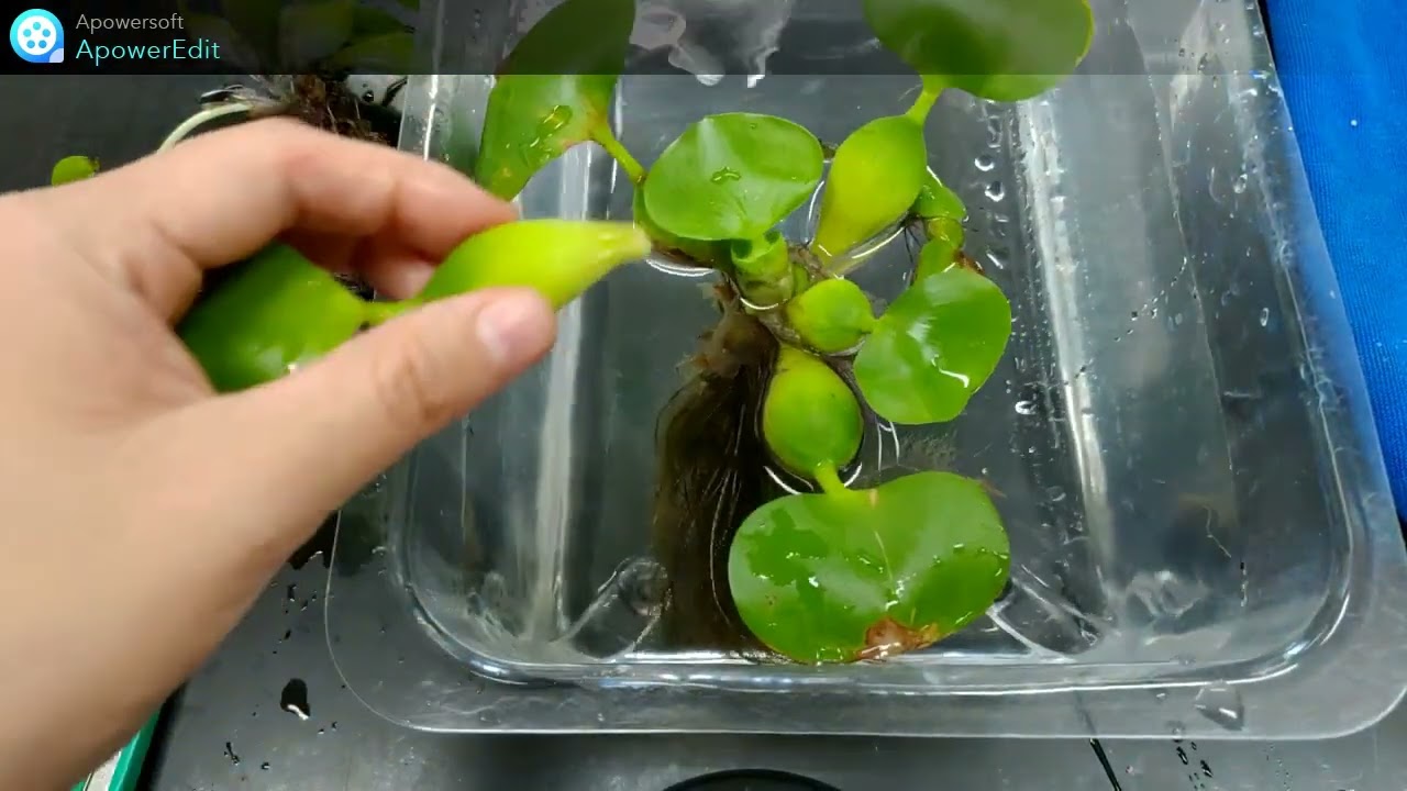 1水生植物 布袋蓮 縱切 上方拍