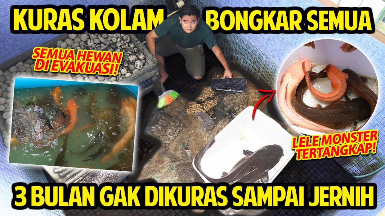 KURAS KOLAM KOTOR! 3 BULAN GAK PERNAH DIKURAS SAMPAI JERNIH! SEMUA HEWAN KOLAM TERPAKSA DIEVAKUASI!