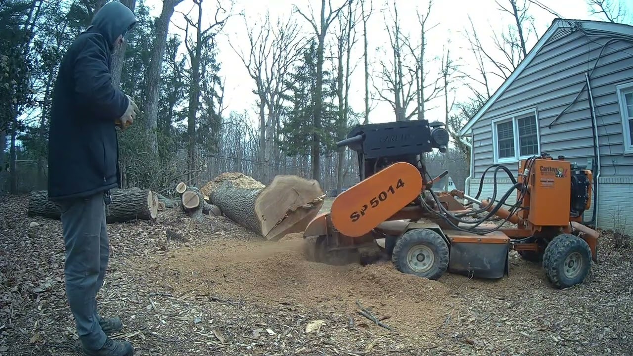 Grinding a maple stump. 