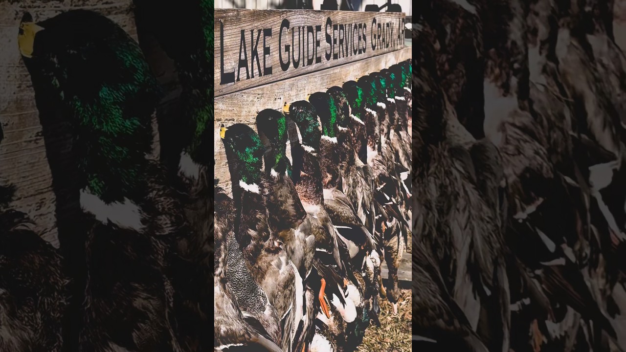 Quack 🦆🫡 