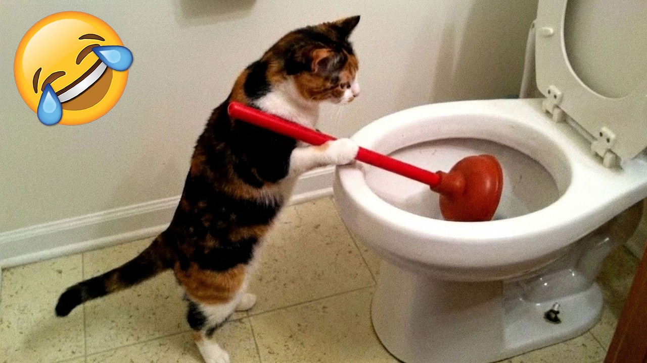 Смеешься — проигрываешь 😹🤣 Самые смешные собаки и кошки 2026 года 😹 Часть 7