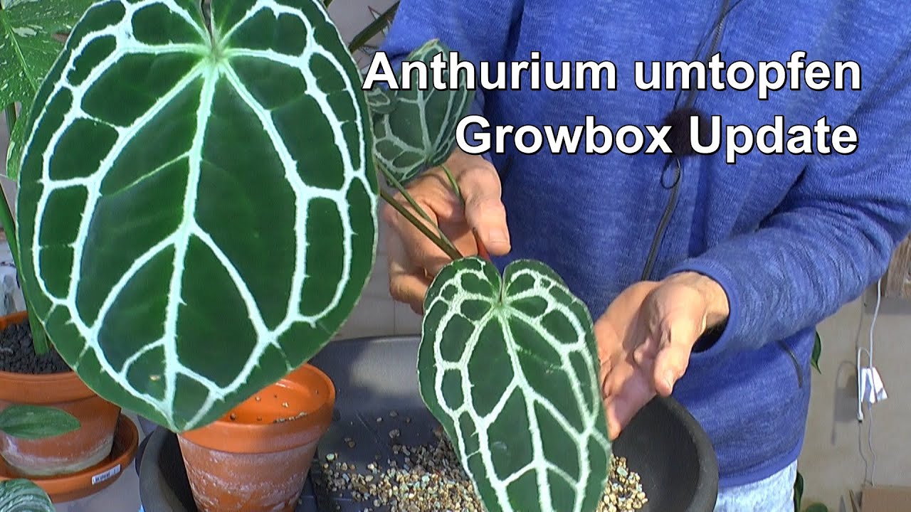 Anthurium Chrystallinum umtopfen und Growbox Anzuchtbox Epipremnum treubii Monnligt Update