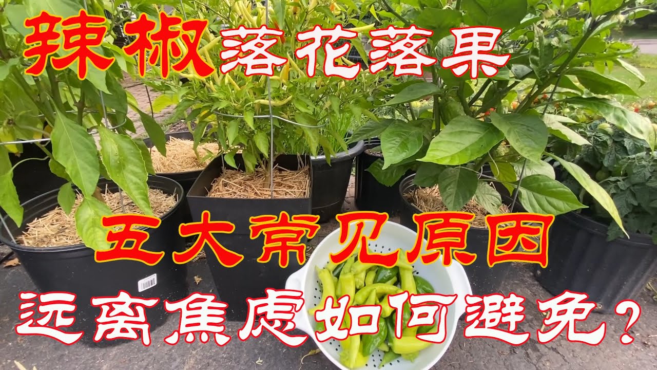 【渔耕笔记】种辣椒 | 导致辣椒青椒落花落果常见五大原因及应对实现高产