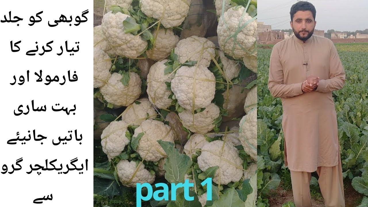 Huge Information about Cauliflower (gobi) || Cauliflower tips|| Agriculture guru