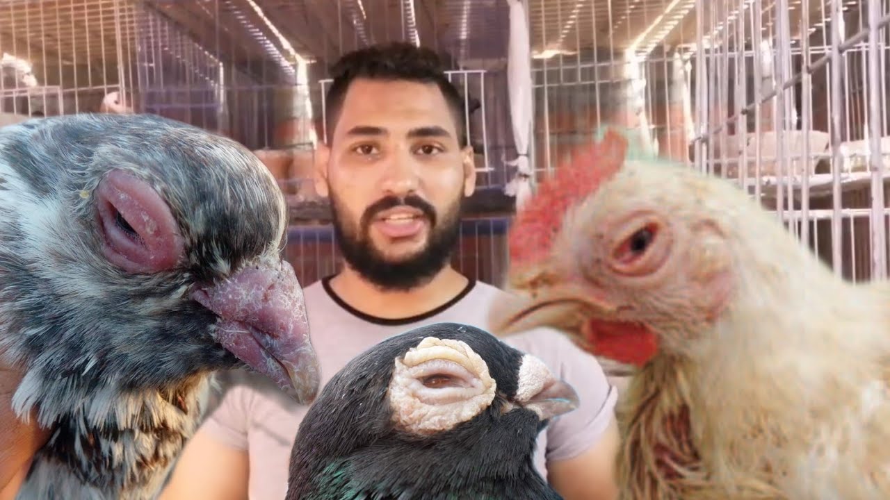 التهاب العين | دمعه العين مرض ميكوبلازما الحمام والدجاج اللي بيتشخص غلط و العلاج الفعال
