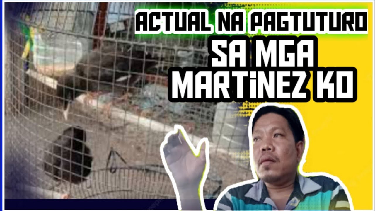 actual na pagtuturo sa mga martinez bird | paanu napagsasalita ang martinez