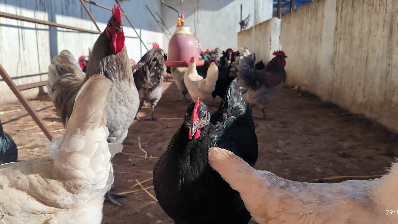 مهم لكل مبتدئ❗، حلول لبعض المشاكل لنجاح المشروع 🧩و مستجدات في المزرعة 🐥🌳