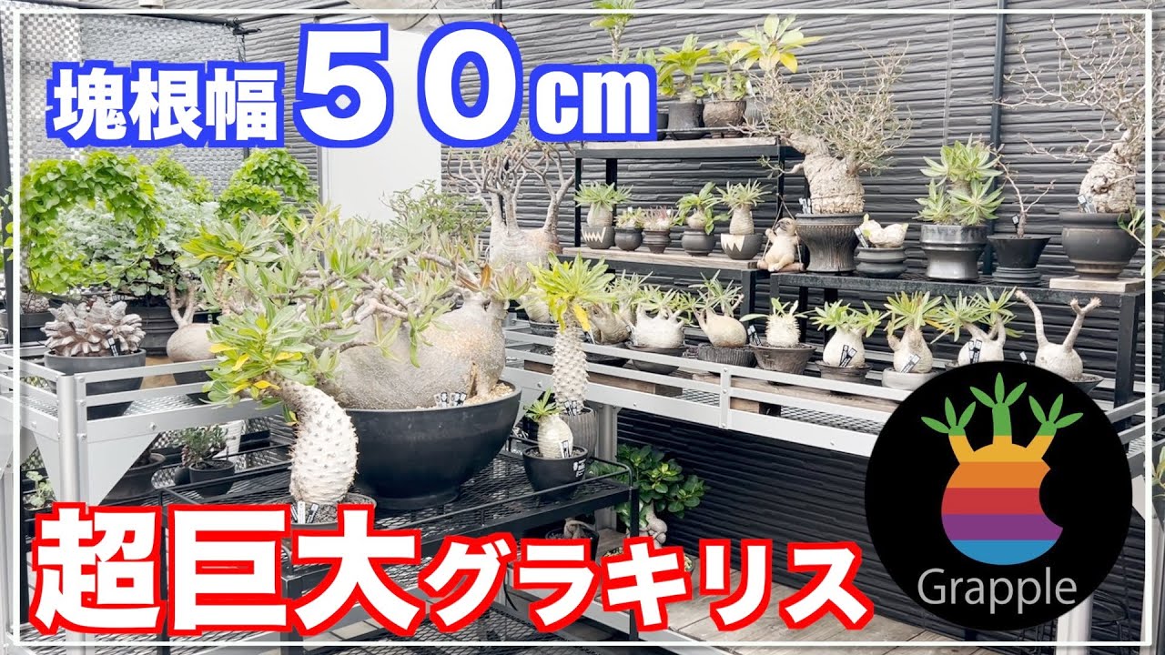 国内最大級のグラキリスはやっぱり規格外でした｜｜gracilius｜パキポディウム｜pachypodium｜アンボンゲンセ｜ambongense