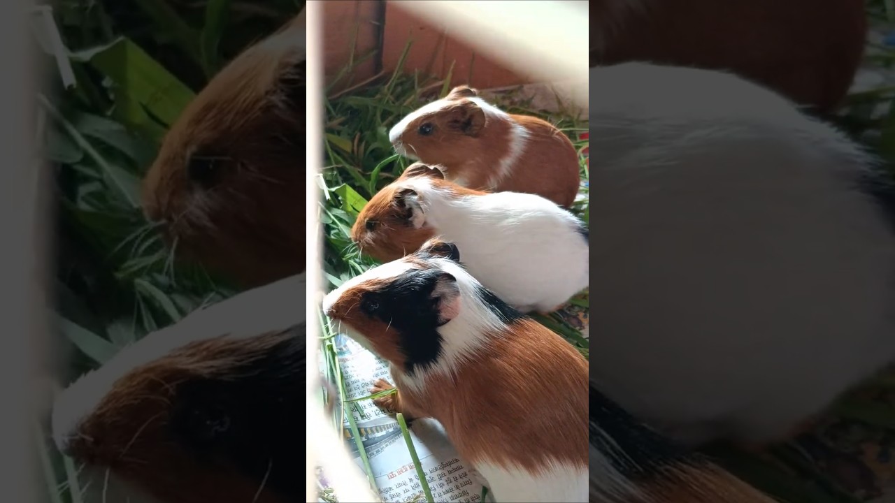 one month guineapigs 