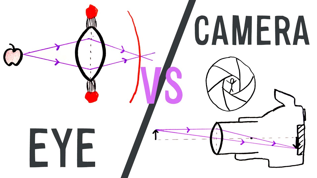 Eye vs Camera | GCSE Physics | Doodle Science