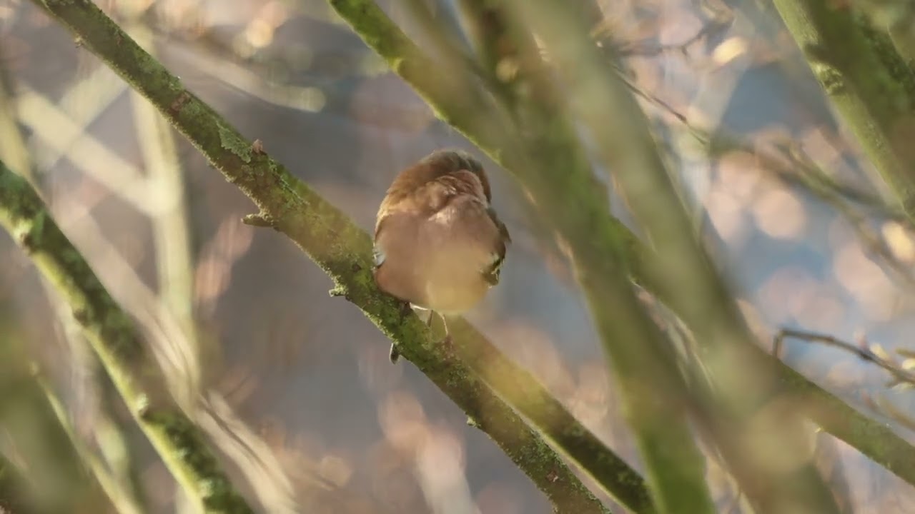 De Vink