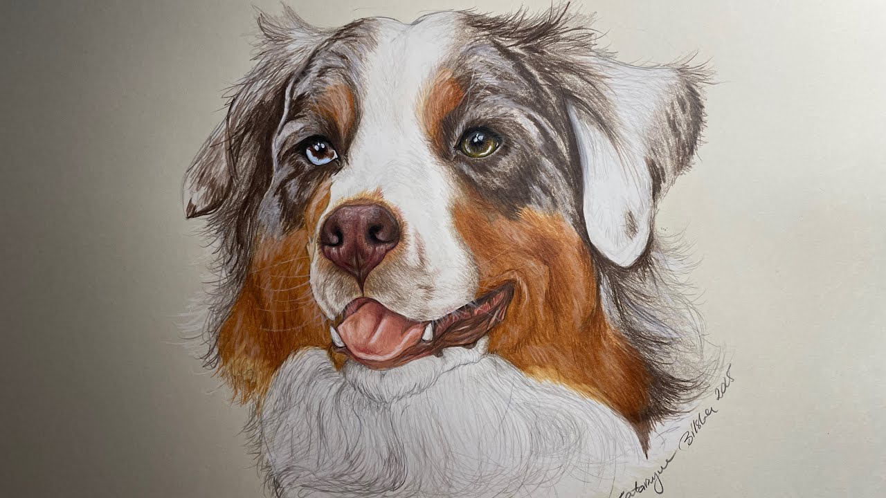 Aussie dog portrait, australian shepherd red merle pencils drawing | relxing art video