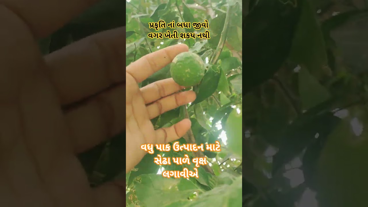વધુ પાક ઉત્પાદન માટે સેઢા પાળે વૃક્ષ લગાવીએ*#savesoil #farming #organic #