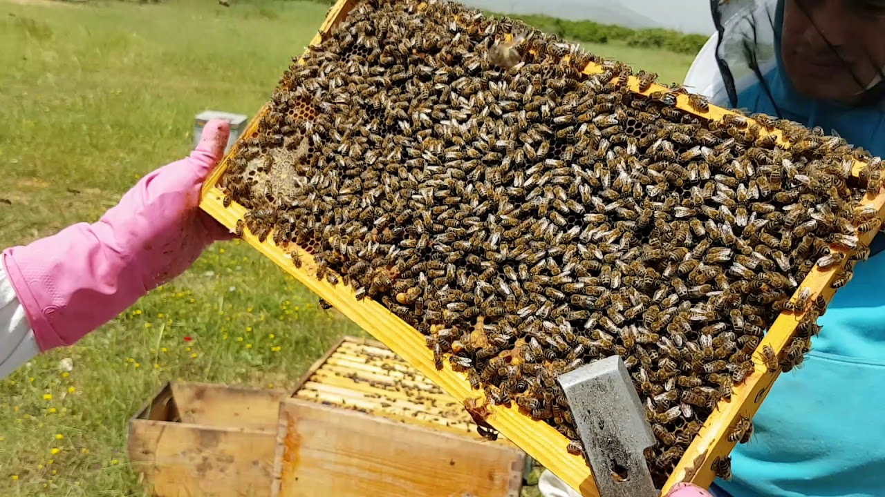 Καταστολή Σμηνουργίας. Πειραματική μέθοδος Μέρος 3