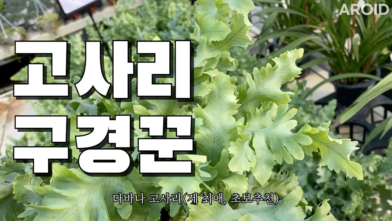 남사화훼단지 놀러가서 고사리 17종 구경하기 💕 (먹는 거 아님)