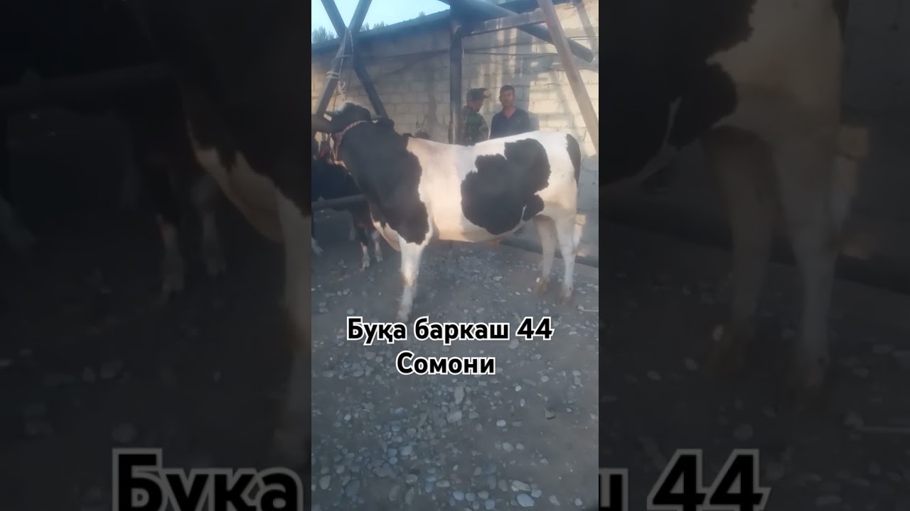 Молбозори 