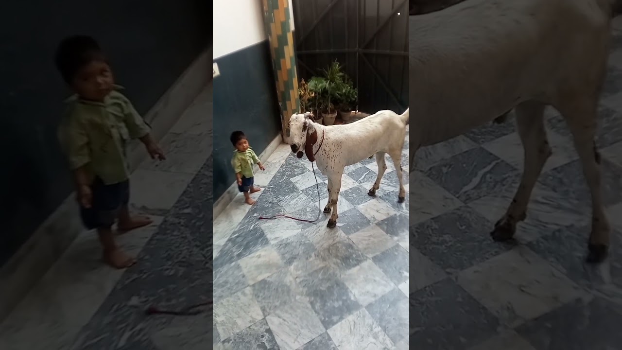 qurbani karunga mein subscribe our channel and like
