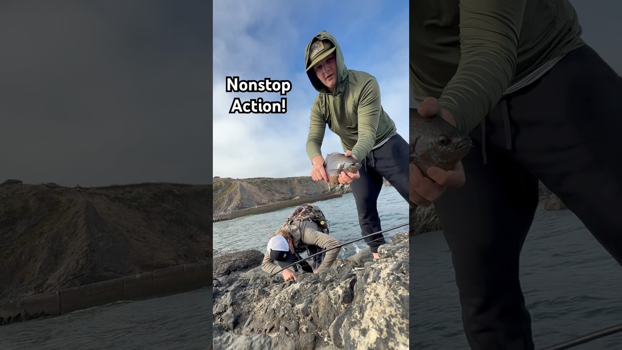 NONSTOP SEAPERCH ACTION 10 minutes of fishing 