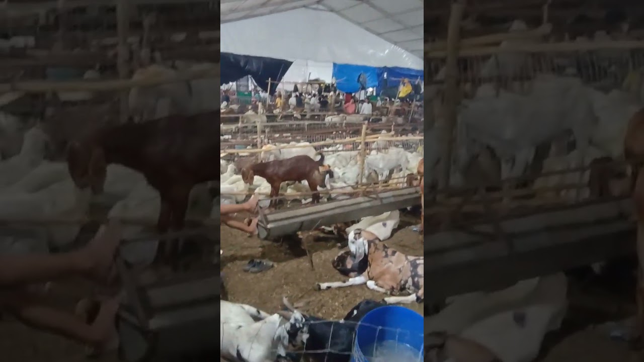 Deonar Bakra Mandi 2023 Goat Market In Mumbai #deonarbakramandi #deonarbakramandi2023