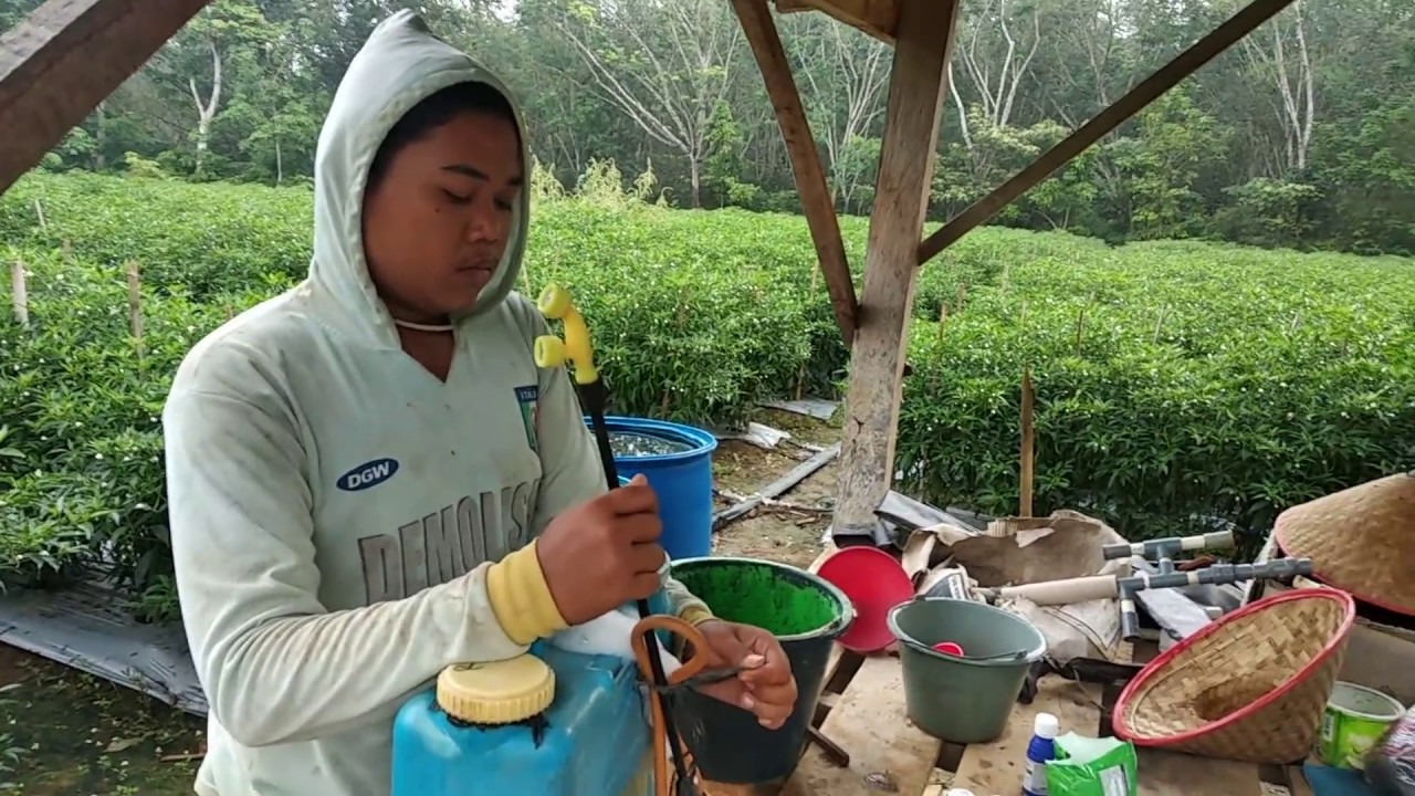 Part(59) 66hst semprot ke(21) mkp untuk pembuahan agar tidak rontok