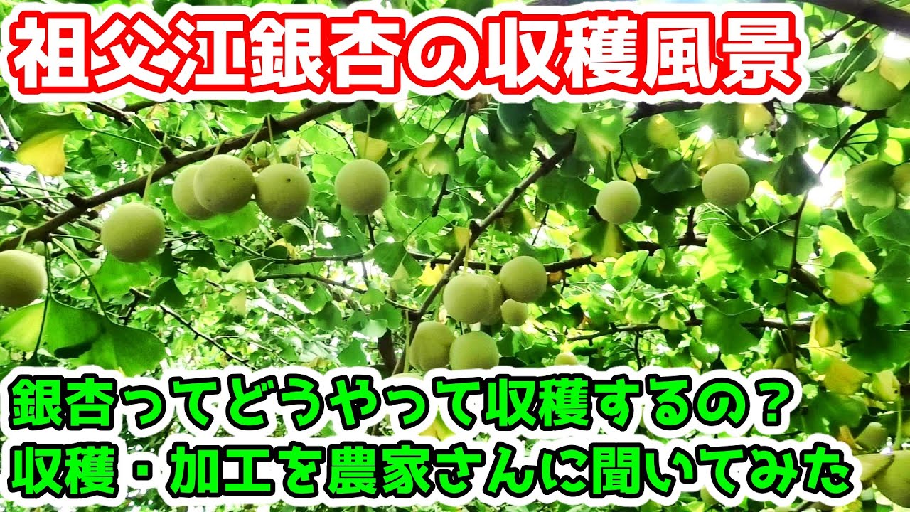 銀杏の収穫～出荷までの流れを農家さんに聞いてみた　品種紹介やこだわり・おすすめの食べ方　家庭菜園で栽培できる？
