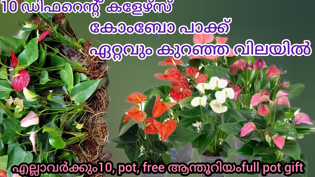 Anthurium combo offer/sale plants₹DHANYAORCHIDS/Anthurium plant care