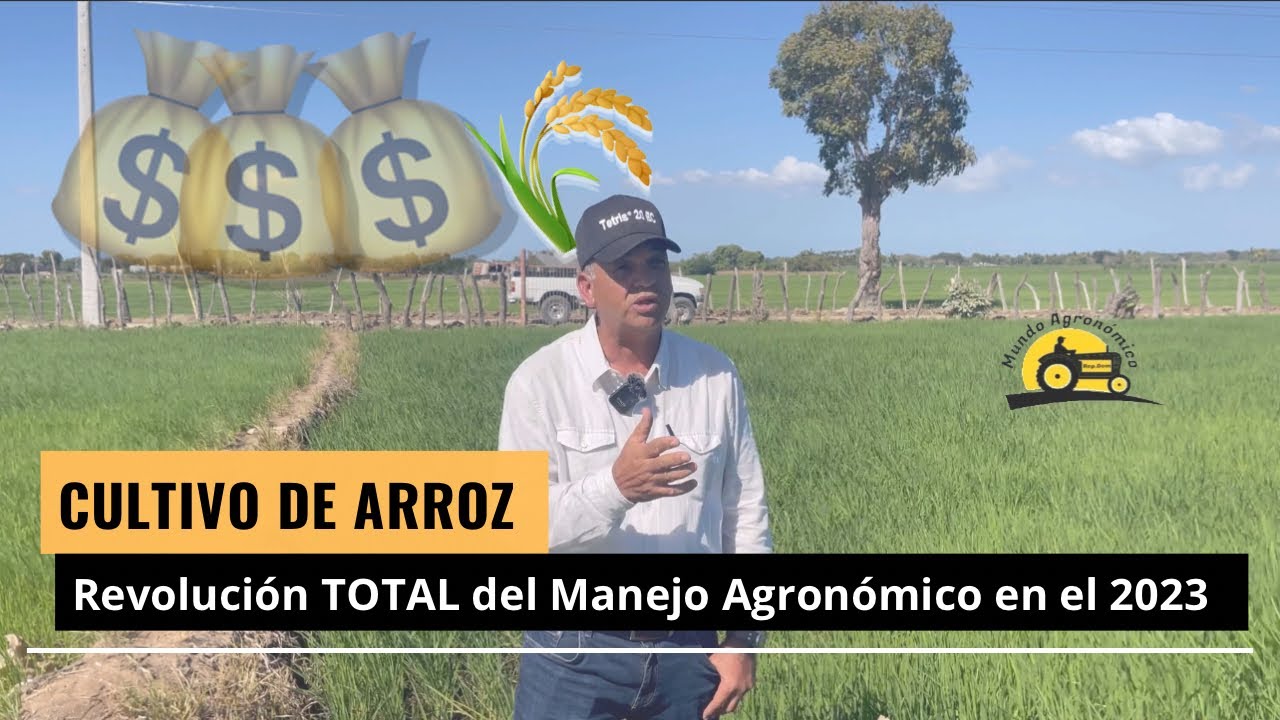 Cultivo de Arroz, DESDE CERO hasta la COSECHA (Insumos, Labores, Precios, Beneficios)