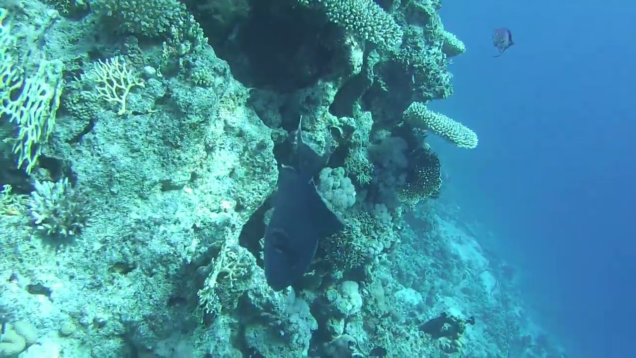 Dan Diving - Sharm El Sheik 2019 - Blue Titan Triggerfish