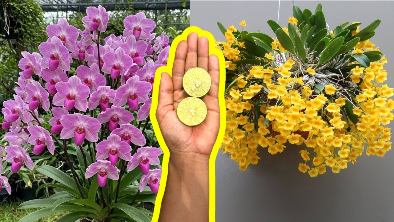 O LIMÃO FAZ TODO JARDIM DE ORQUÍDEAS TER FLORES TODO ANO