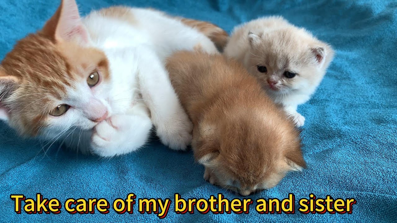 So funny! The kitten helps his mother take care of his brother and sister, and the puppy helps her