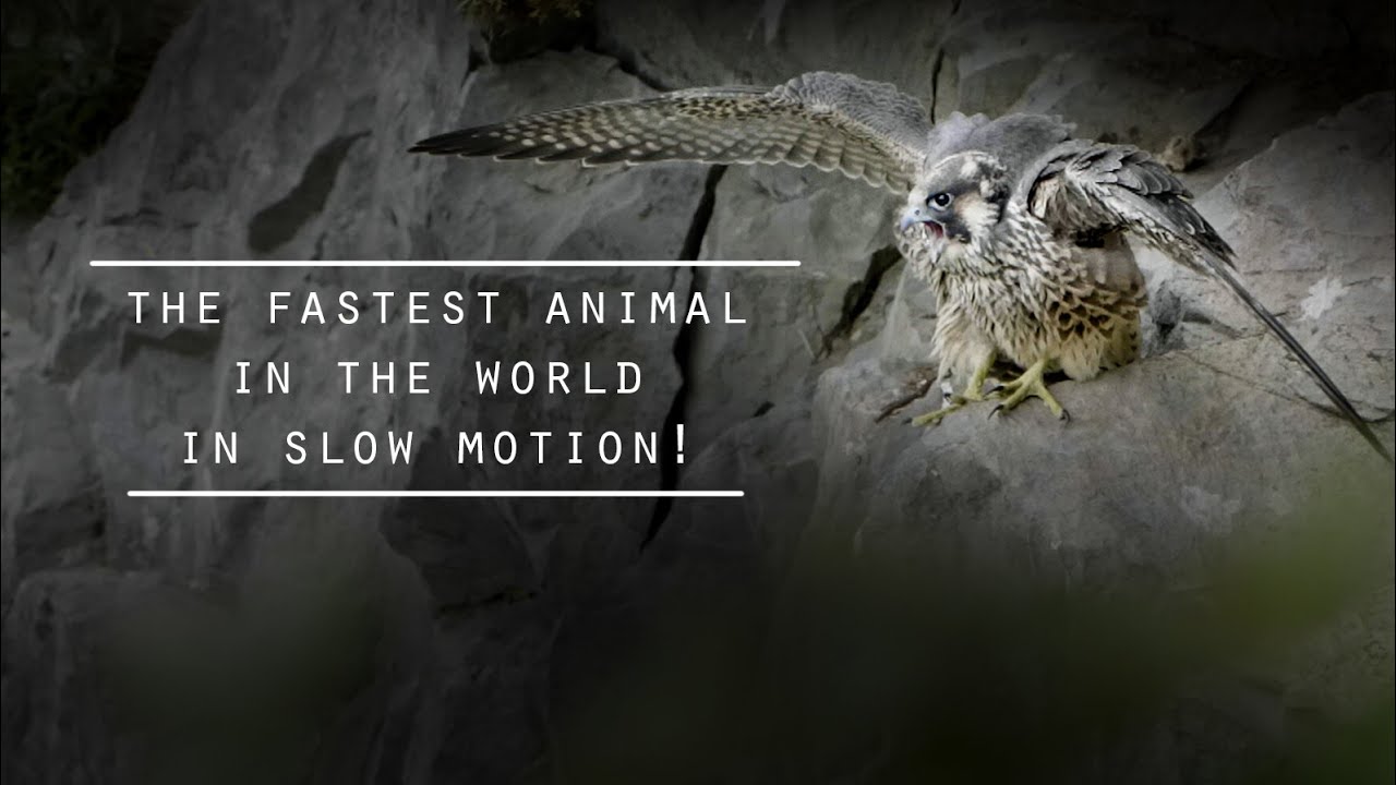 Filming the fastest animal in the world! The Peregrine Falcon