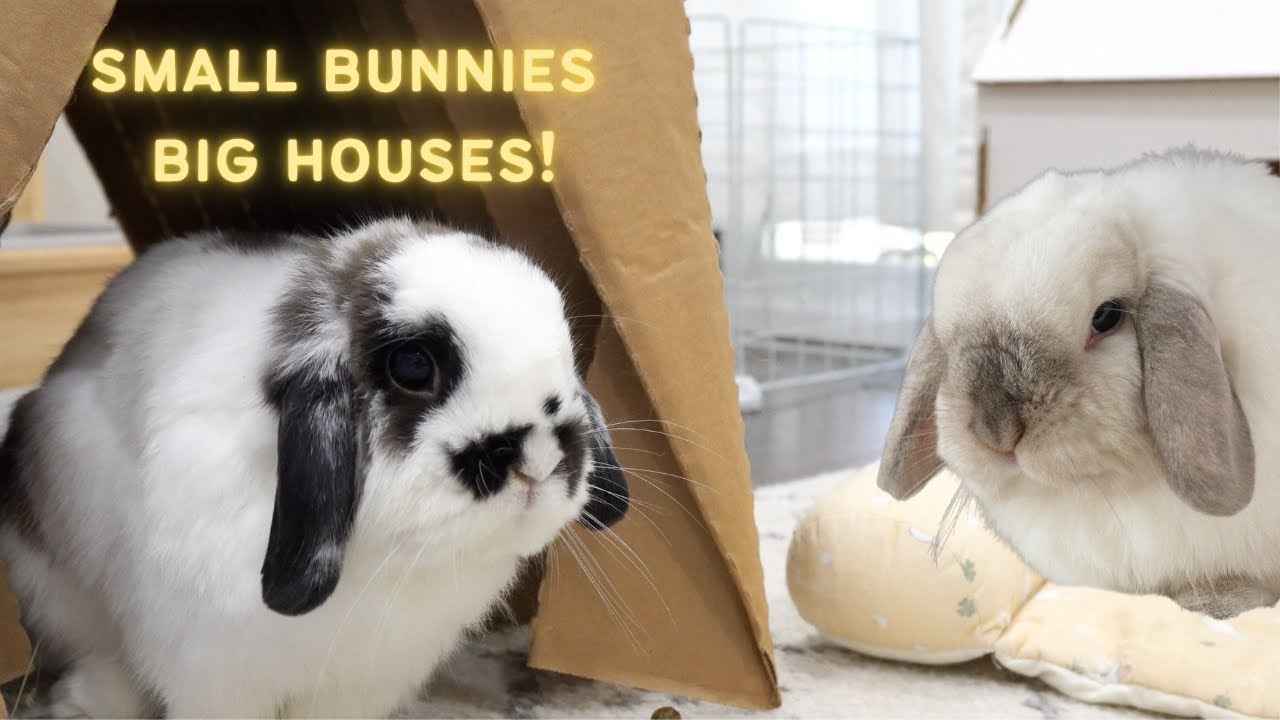 Crafty weekend with the bunnies and owners 🐰💕