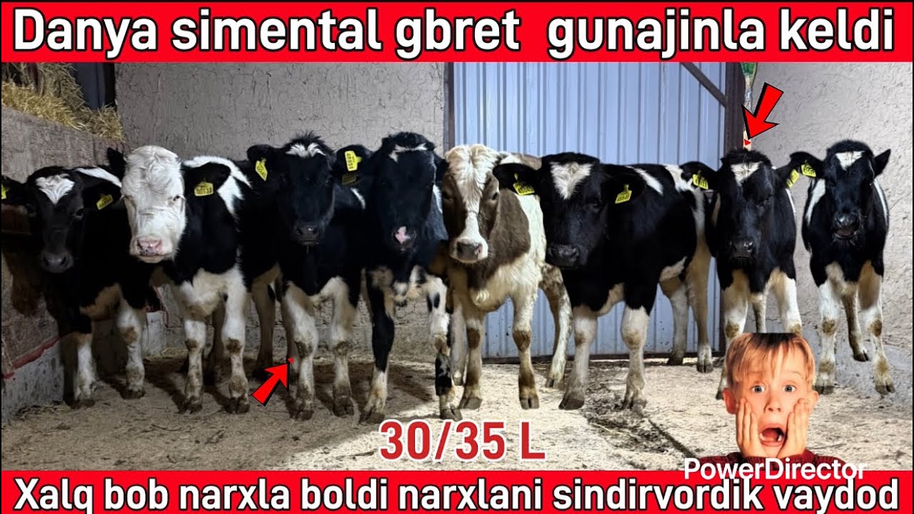 Toza danya simental gbretla keldi qulay narxlada☎️99 397 04 52☎️94 396 04 52☎️ @Samandaruzz 