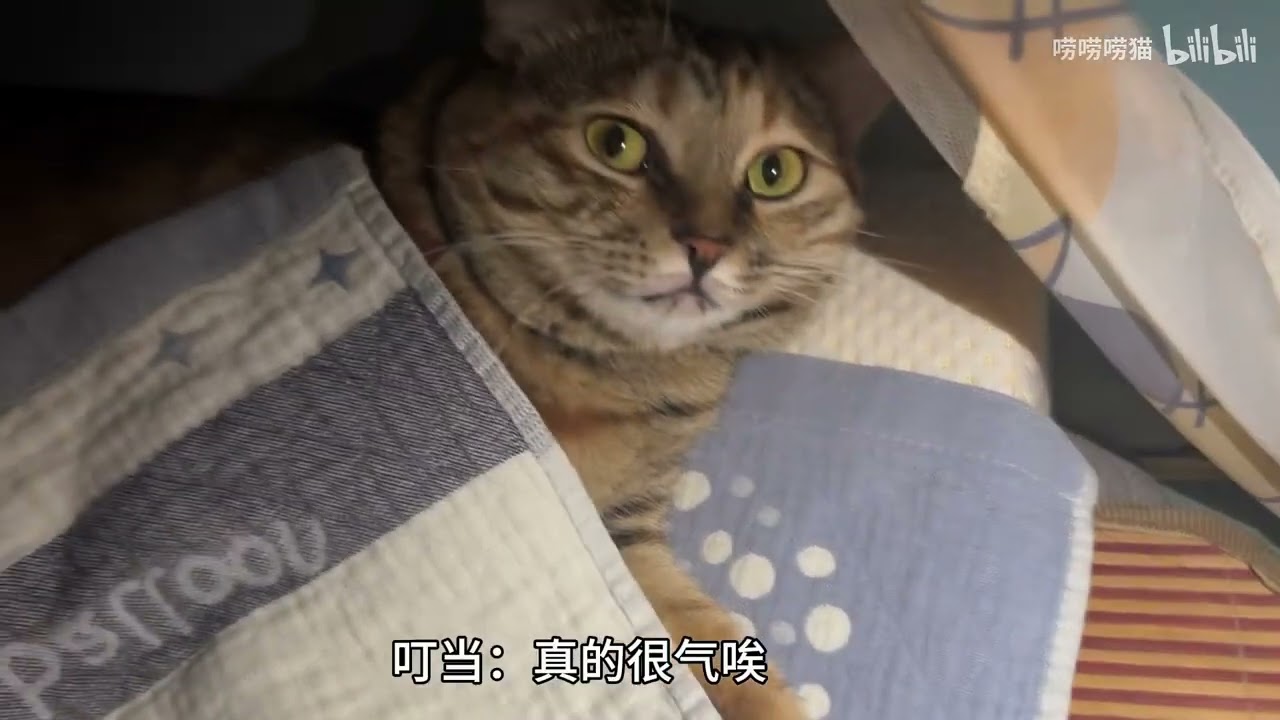 男朋友的猫晚上非要睡枕头上，装睡被人驱赶后，生气到哼哼唧唧骂人