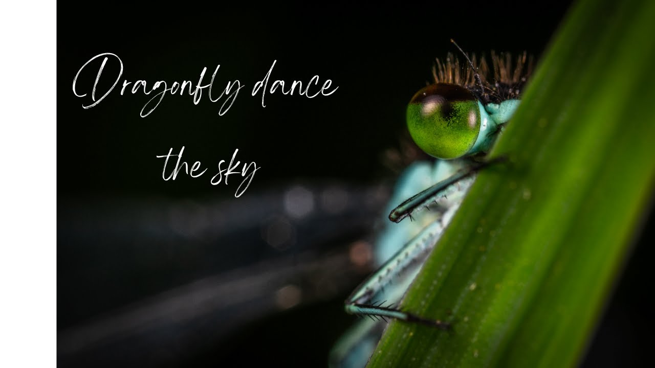 Dragonfly beauty with relaxing music.